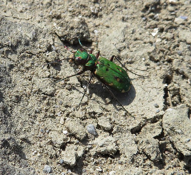 Bug Green 03-06-2018#