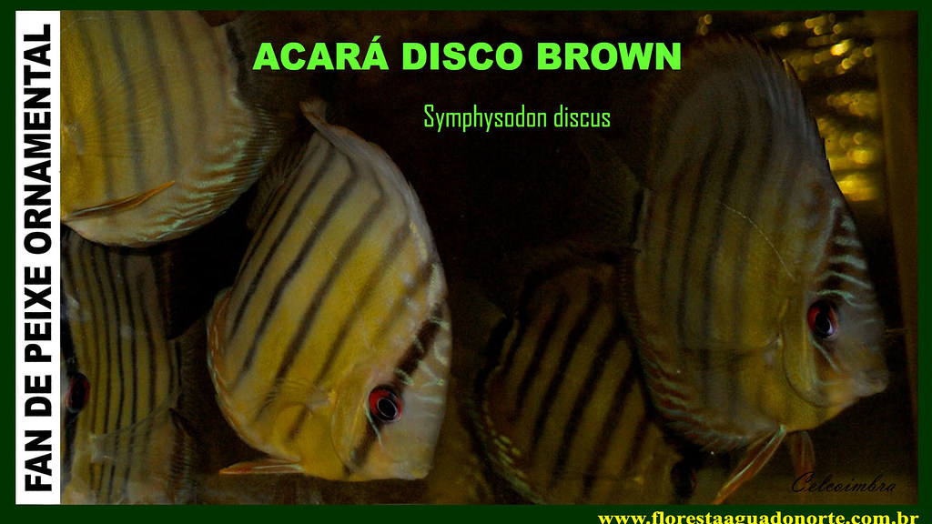 FAN DE PEIXE ORNAMENTAL - Wild Discus Brown - Acará Disco Selvagem – Symphysodon discus – Carmen Coimbra