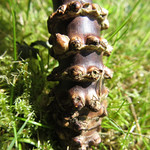 Black Bamboo Root
