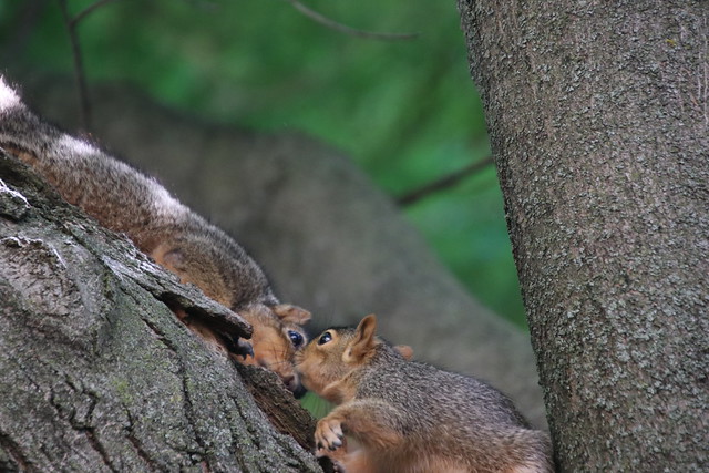 365/365/3652 (June 11, 2018) - Squirrels in Ann Arbor at the University of Michigan (June 1th, 2018)