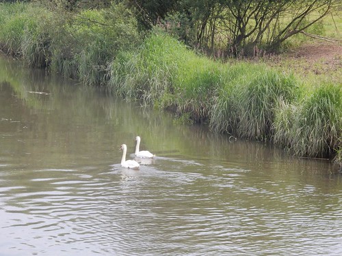 Swans Pulborough Circular