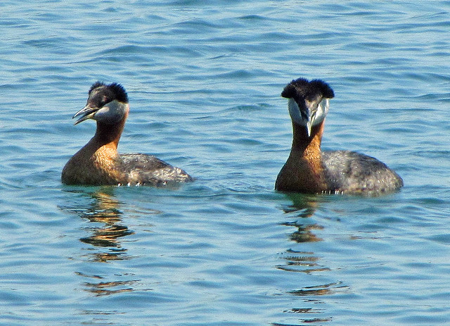Red-necked Grebes visiting Toronto