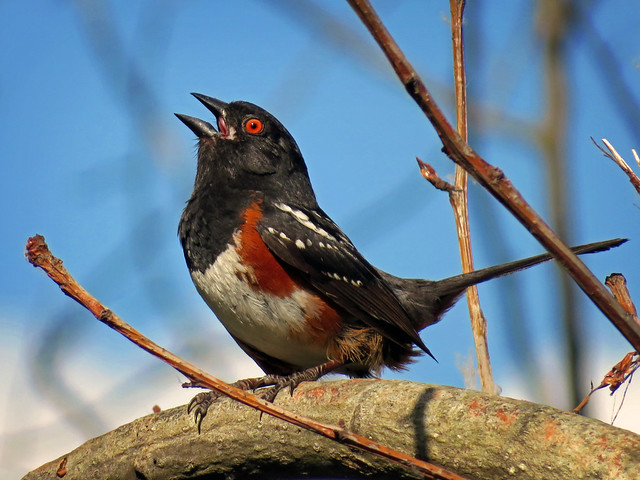 I am spotted towhee!