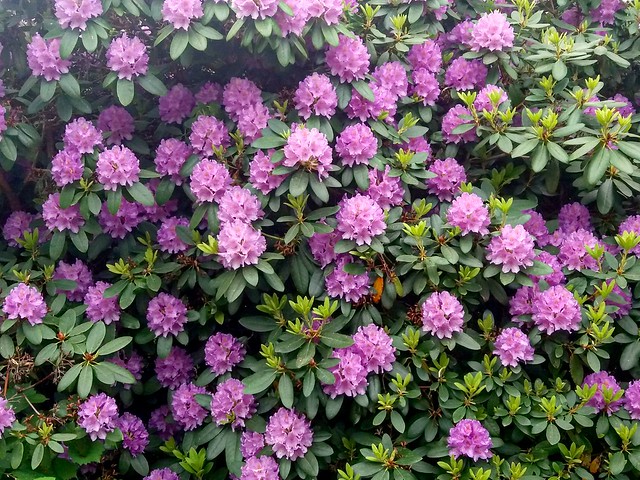 Rhodedendron in bloom