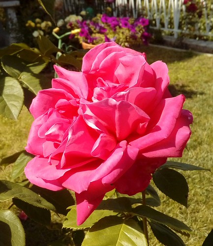 Otra 🌹 😄👍 | by la_filo