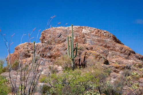 70200 f4l is canon 5d mk2 saguaro national park arizona cactus desert landscape 70200f4lis canon5dmk2 saguaronationalpark