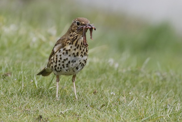Song Thrush with worms (Turdus philomelos)