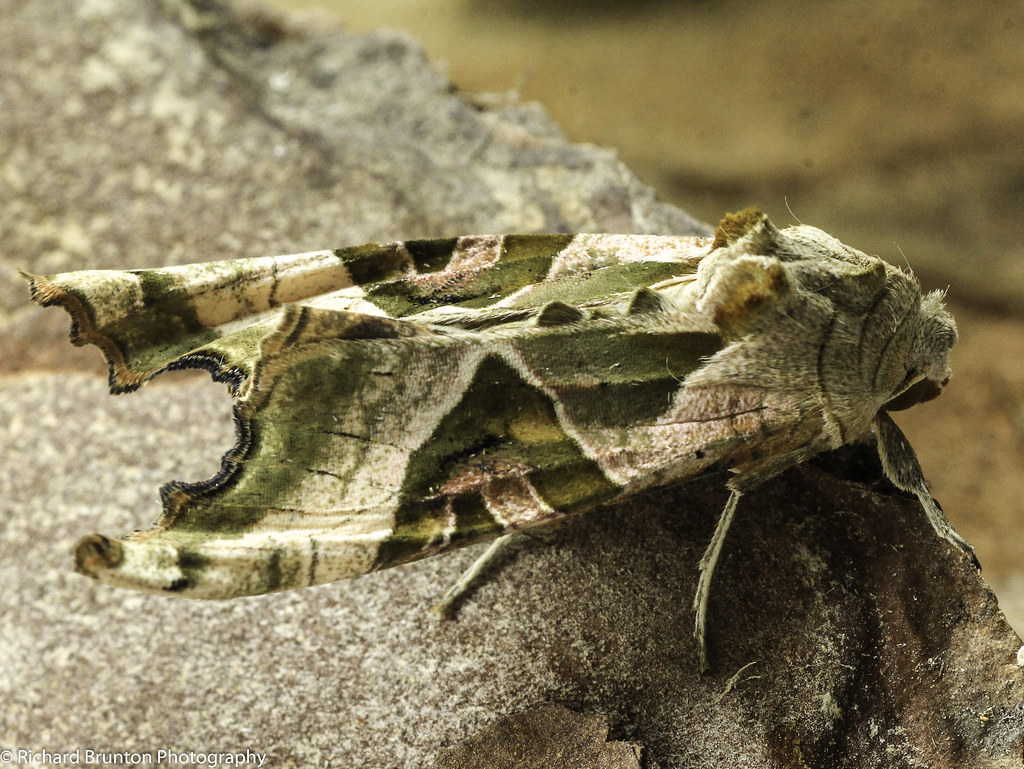 IMG_1090 | Newly emerged Angle Shades Moth | Richard Brunton | Flickr