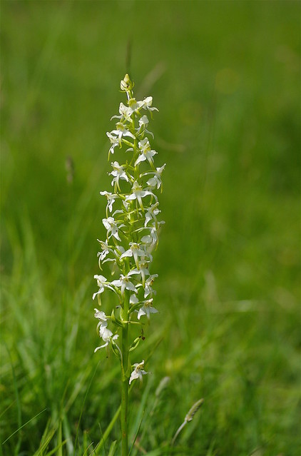 The meadow Geater Butterfly Orchid - Platanthera chlorantha