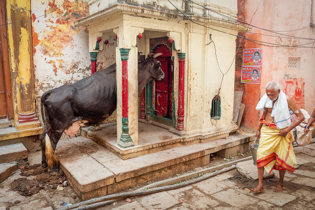 Une vache religieuse.?...Varanasi..India