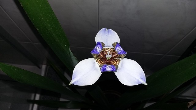 Iris (Flor de um Dia) desabrochando  //  Iris Flower blossoming