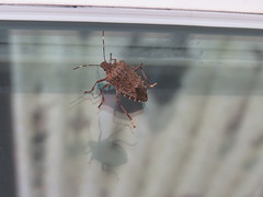 photo of brown, shield-shaped insect sitting on a glass windo