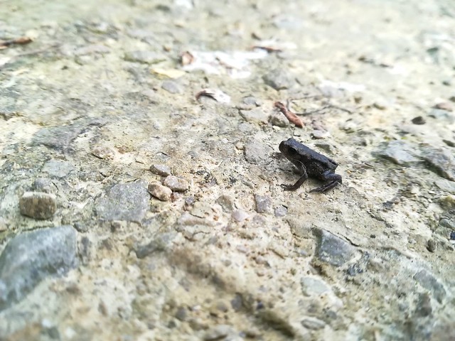 Baby Frog