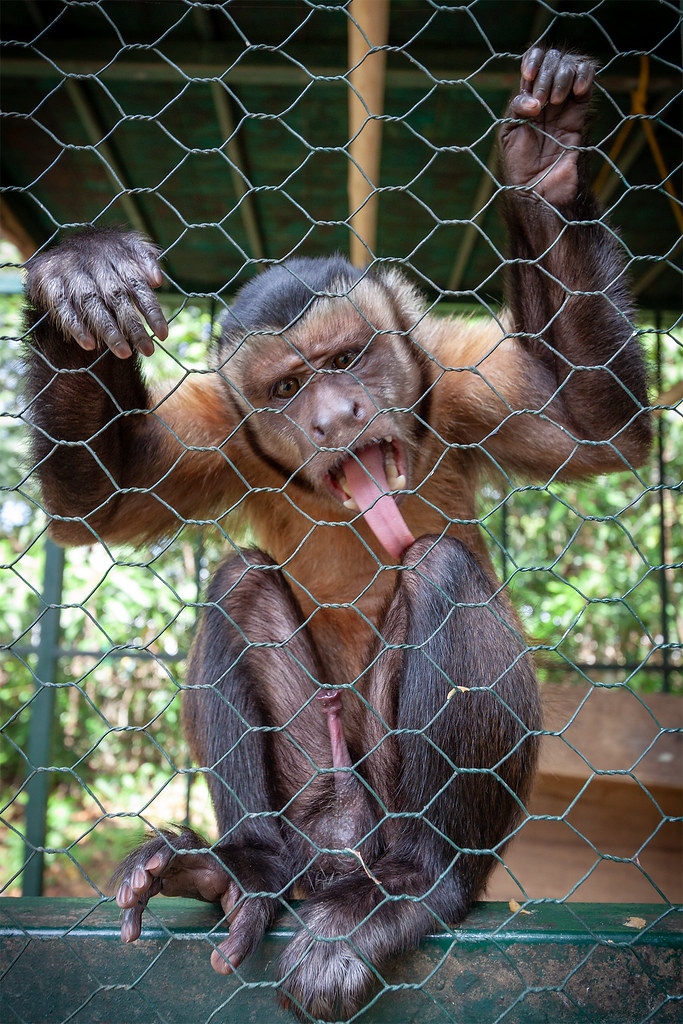 The Crazy Monkeys (@thecrazmonkeys) • Instagram photos and videos