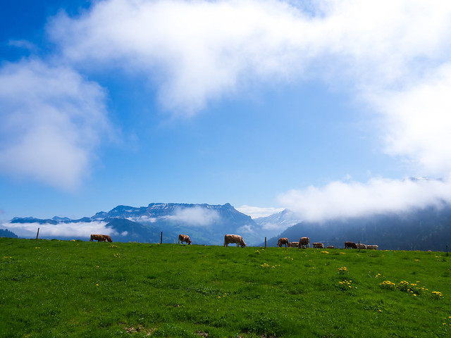 Frühling auf der Alp