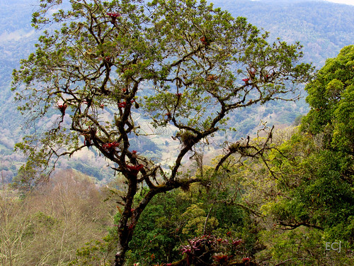 árbol vegetación naturaleza paisaje campo rural caminata epífitas parásitas bosque montaña pendiente colina