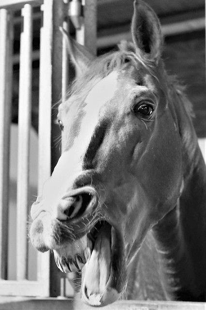 Sander stallion he enjoys his peppermint :)