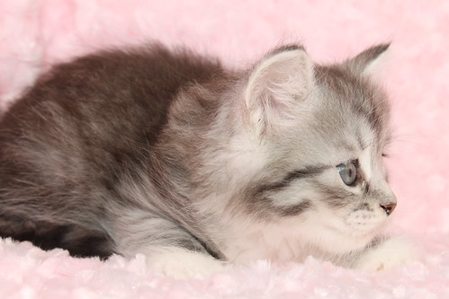 Black Silver Tabby (with White) Girl #1 | by siberian_kittens