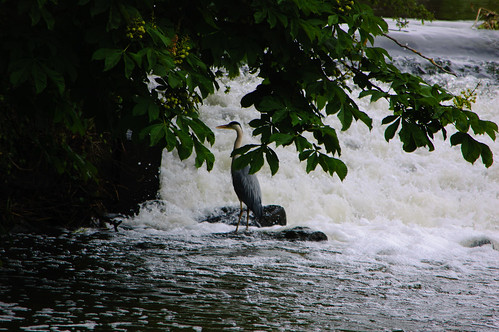 Heron, Lucy's Mill Weir