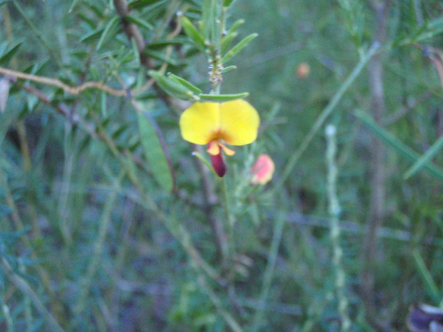 Bossiaea heterophylla (Variable bossiaea