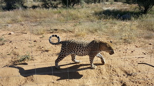 namibia naankusêwildlifesanctuary leopard