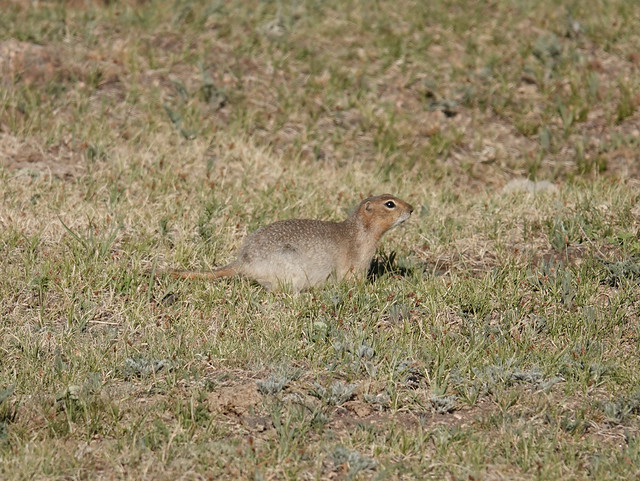 Long-tailed Ground Squirrel - Urocitellus undulatus