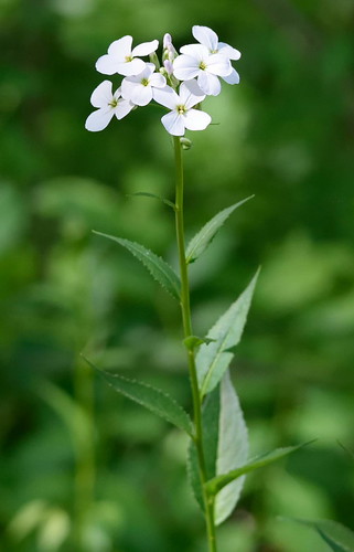 Wild flowers -4 | by tevfikyildiz