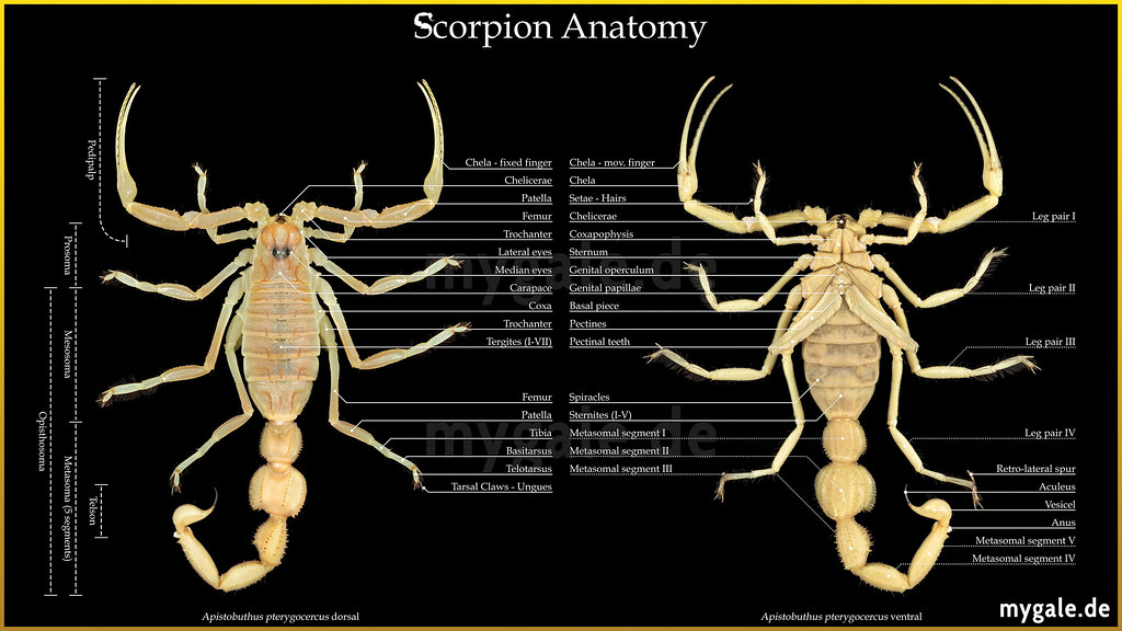 scorpions/anatomy - Scorpions