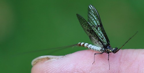 Mayfly on Peter's hand - Otford to Eynsford Walk Ephemera danica or vulgata