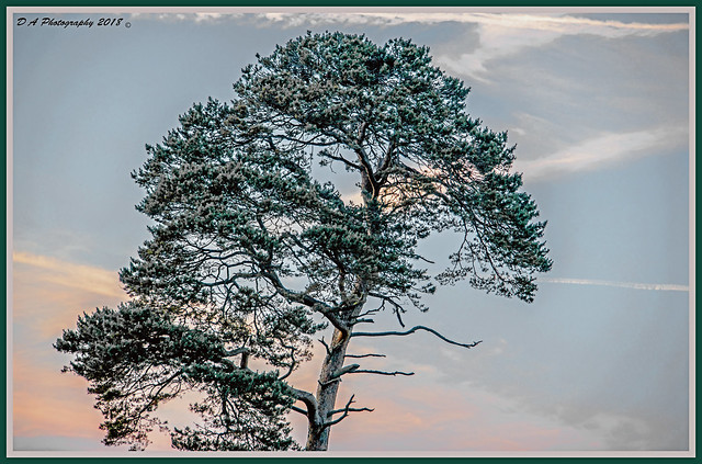 Tree in sunset_DSC1359