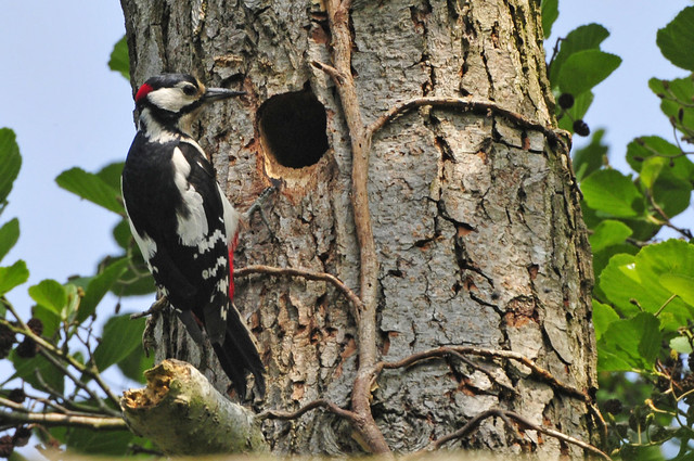 woodpecker pecking