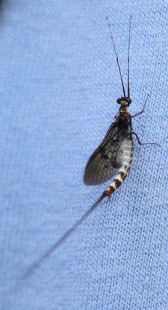 Mayfly on Peter's back - Otford to Eynsford Walk Ephemera danica or vulgata