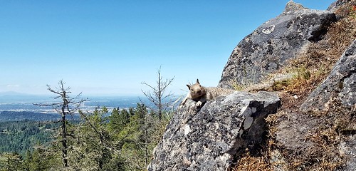 spencersbutte squirrel siesta eugeneoregon hike mountain cliff