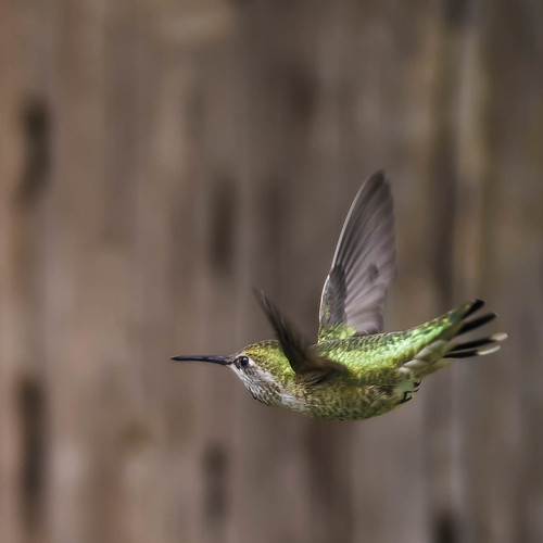 Anna’s hummingbird | by Pam Brisse