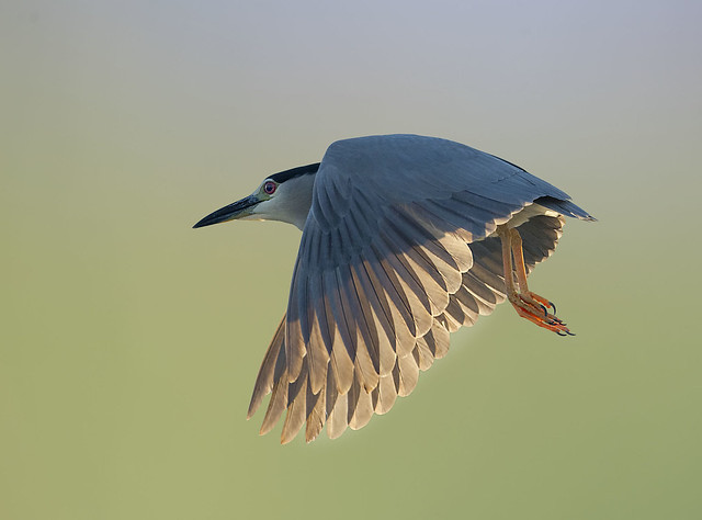 Black-crowned   Night -Blue heron
