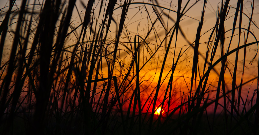sunset, tall grass