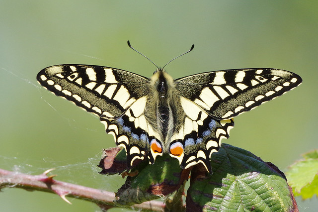 IMGP9122c  Swallowtail, Strumpshaw Fen, May 2018
