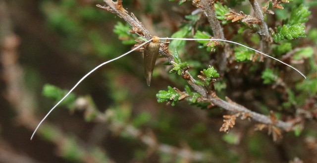 Nematopogon cf swammerdamella  adelidae
