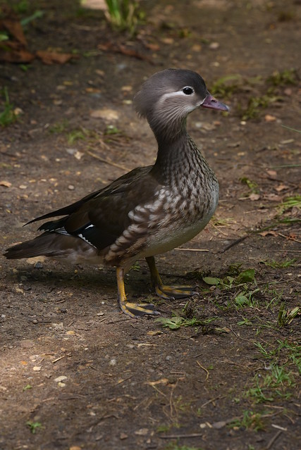 Mandarin Duck - 2, Isabella Plantation, Richmond Park