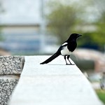 Black-Billed Magpie (Pica hudsonia) on the Wall: Overseeing the Terrazzo and Fighter Jet Exhibits