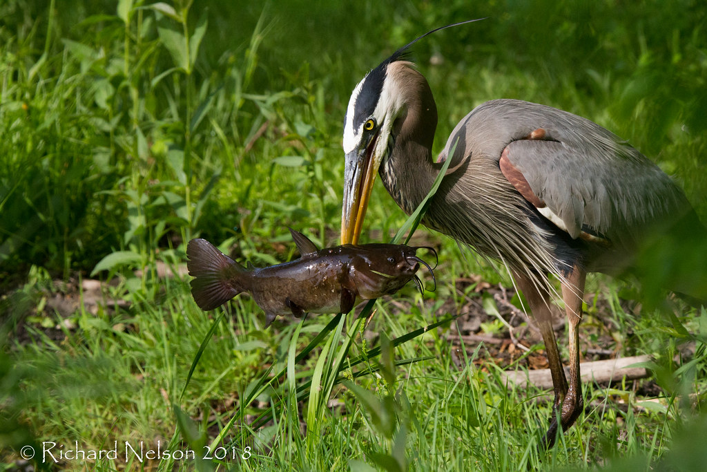 Great Blue Heron with catfish