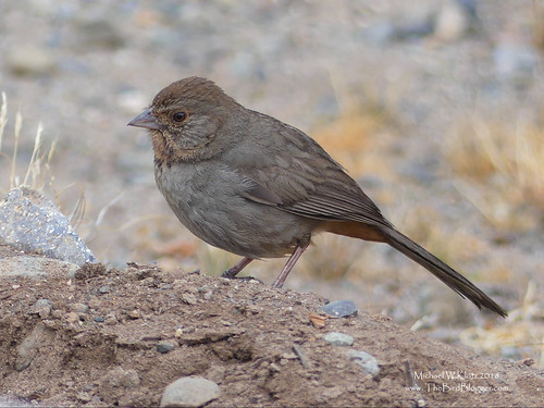 california towhee sparrow silverado communitycenter ca usa bird groundrock brown rufous gray blogger melozonecrissalis