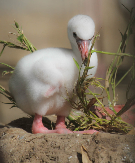 Spring Flamingo Baby #3