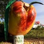 Peach Park - Clanlton, AL - Pose with a giant peach Peach Park is an old-fashioned tourist attraction in Clanton, AL where US31 and I-65 meet.  Peaches are usually associated with Georgia, but there are several Peach and produce markets in the area between Birmingham and Montgomery.  Peach Park tries to set itself apart with things like this peach statue in a garden, a lighthouse, a caboose, a Playground set around a replica barn.  My wife bought some home-made cantaloupe ice cream which she calls the best she&#039;s ever had.