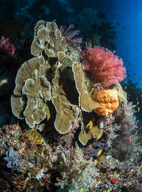 East cape coral scene