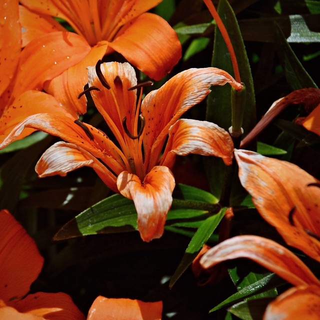 Orange Lily bloom 6 9 2018