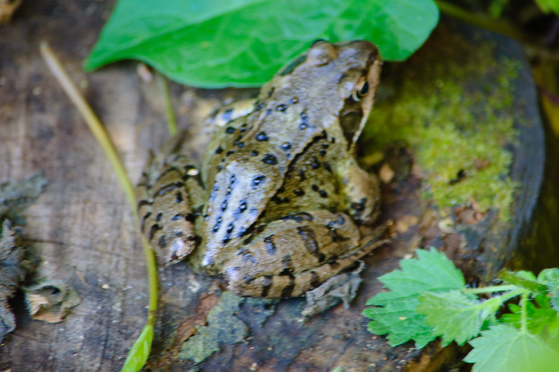 Frog on a shady tree stump