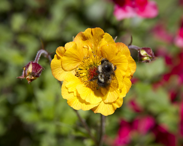 Bee on a Geum_2595