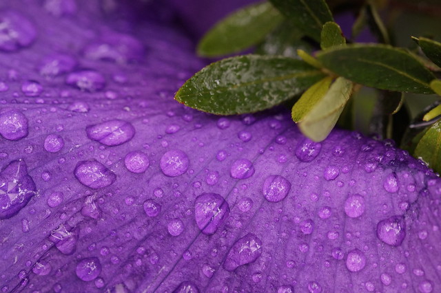 Iris in Rainstorm