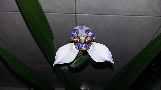 Iris (Flor de um Dia) desabrochando //  Iris Flower blossoming
